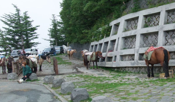 富士登山の救援は馬で行われる